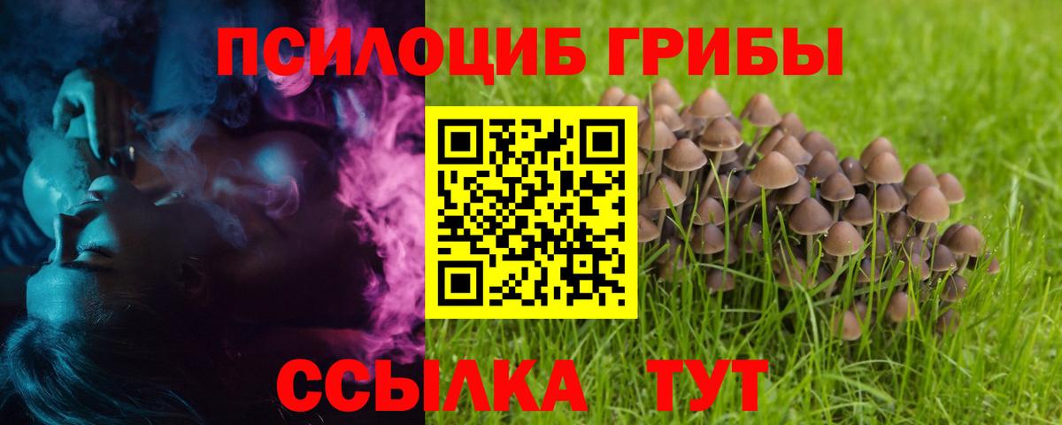 Псилоцибиновые грибы Psilocybe Элиста